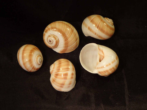 Seashells – Page 2 – Naturally Wild Australia