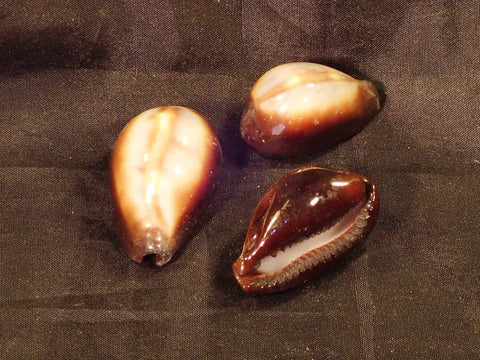 Onyx Cowry