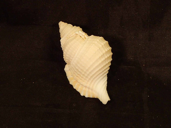 Reticulate Distorsio [Seashells - Natural] – Naturally Wild Australia