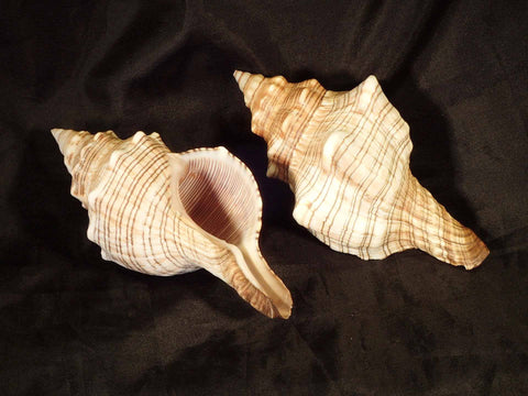 Trapezium Whelk