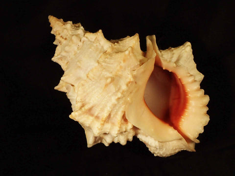 Red-Mouthed Frog Shell