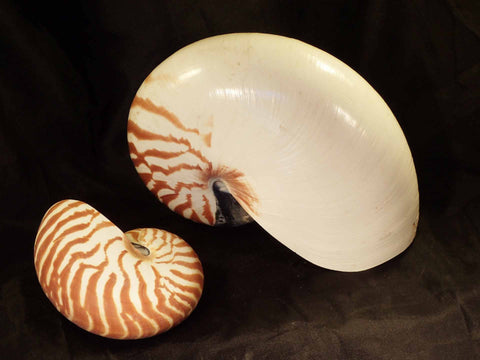 Nautilus Shell (Now Cites)