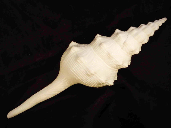 Long Spindle [Seashells - Natural] – Naturally Wild Australia