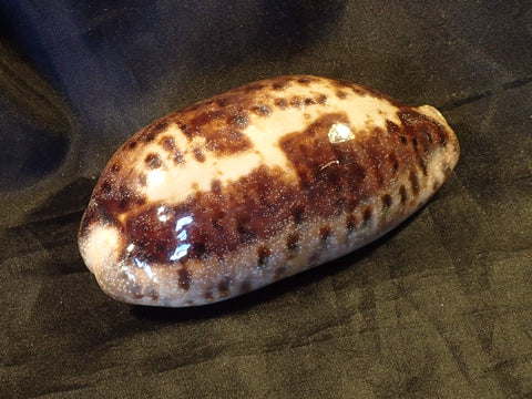 Turtle Cowry