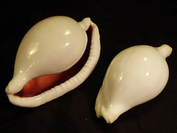 Egg Cowry [Seashells - Natural] – Naturally Wild Australia