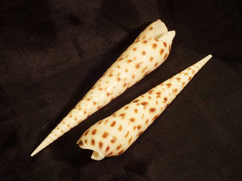 Spotted Auger Shell