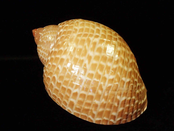 Partridge Tun [Seashells - Natural] – Naturally Wild Australia
