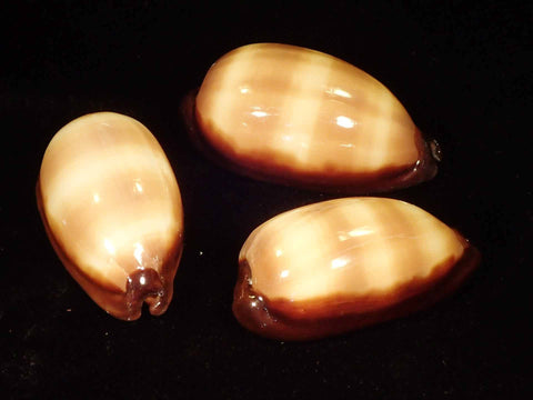 Mole Cowry