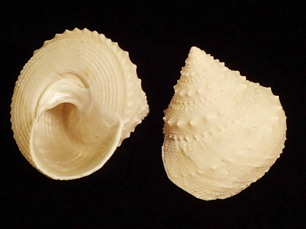 Lacey Top Shell [Seashells - Natural] – Naturally Wild Australia