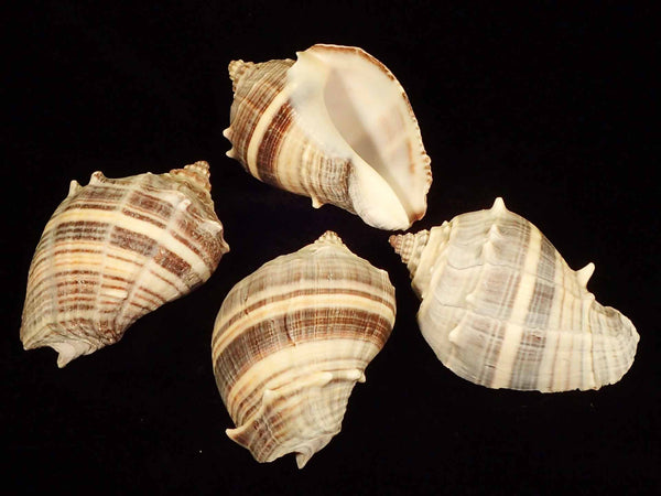 King'S Crown [Seashells - Natural] – Naturally Wild Australia