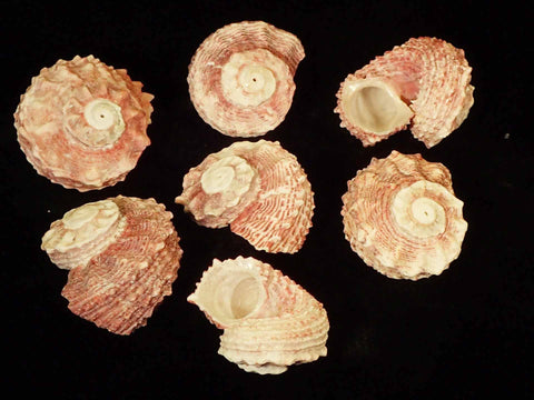 Red Dolphin Shell