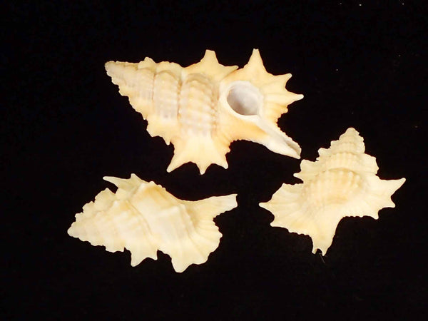 Kookaburra Shell [Seashells - Natural] – Naturally Wild Australia