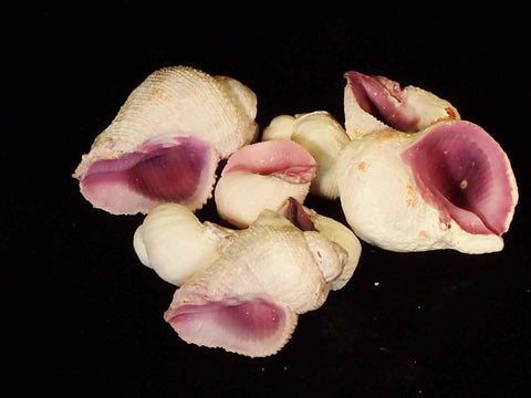 Seashells – Page 2 – Naturally Wild Australia