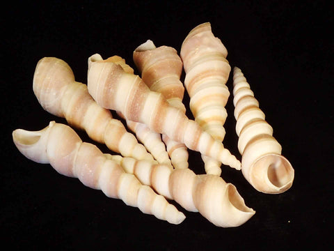 turritella shell