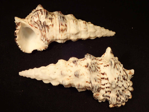 Giant Cerith [Seashells - Natural] – Naturally Wild Australia