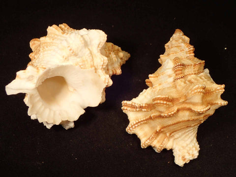 Shell Frogs Seashells – Page 15 – Naturally Wild Australia