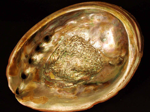 Giant Red Abalone