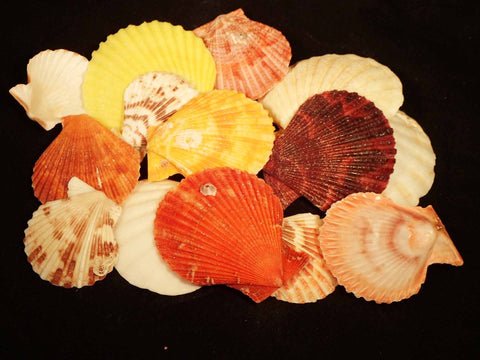 Scallop Shells For Craft By Kilo