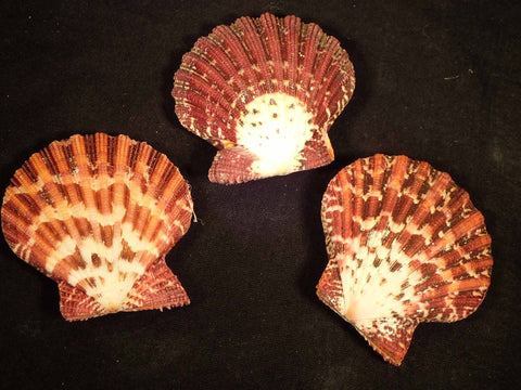 Painted Scallops (Pair)