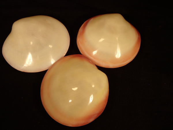Polished Tigrina Clam (Pair) [Seashells - Polished; Carved; Painted ...