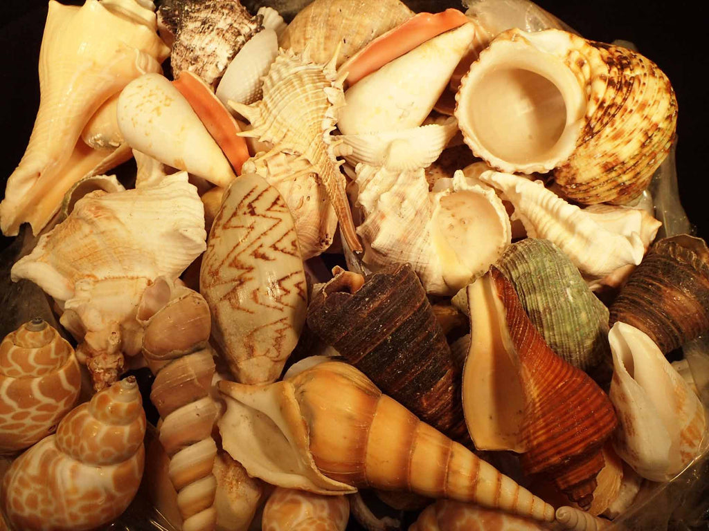 White Shell Mix By The Kilo [Seashells - Natural] – Naturally Wild Australia