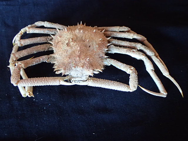 Crabs Preserved