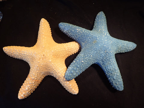 Starfish - Bubble