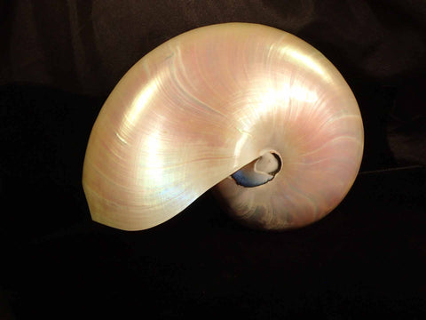 Nautilus Pearlized