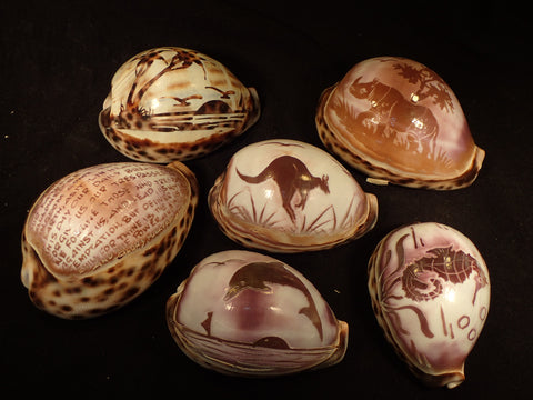 Carved Tiger Cowries