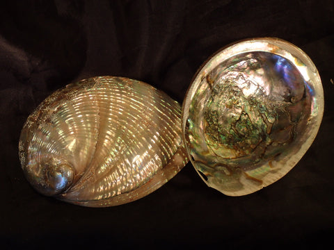 Pearlized Green Abalone (Polished)