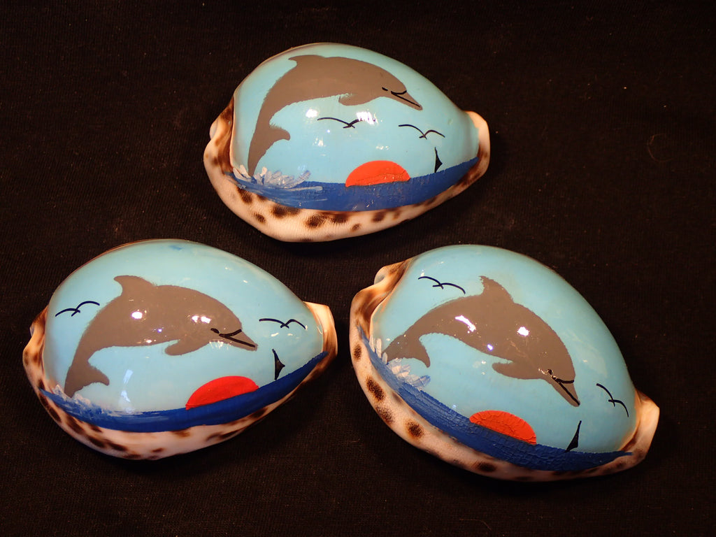 Painted Tiger Cowries