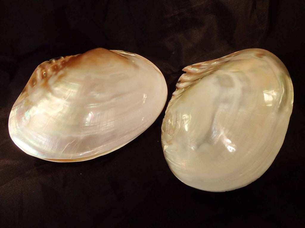 Peearl Shells Pearlized Freshwater Pearl Shell [Seashells - Polished; Carved; Painted ...
