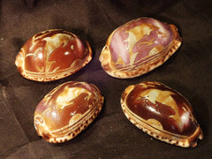 Carved Arabica Cowries
