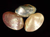 Pearly River Clam Coloured