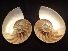 Nautilus Sliced in Half