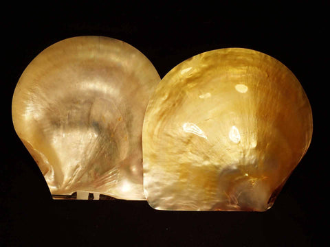 Pearlized Golden Pearl Oyster