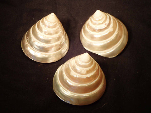 Pearlized Pyramid Trochus Shell (Polished)