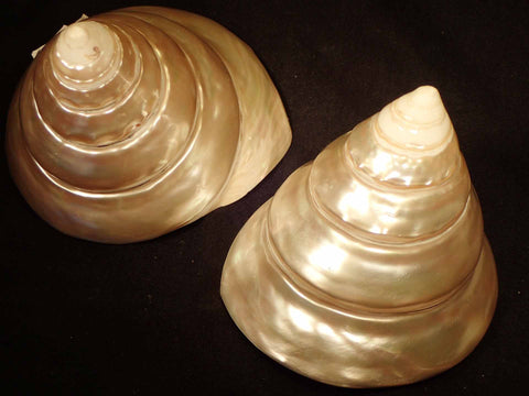 Pearlized Button Trochus Shell (Polished)