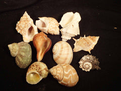 Hermit Crab Shells - Natural